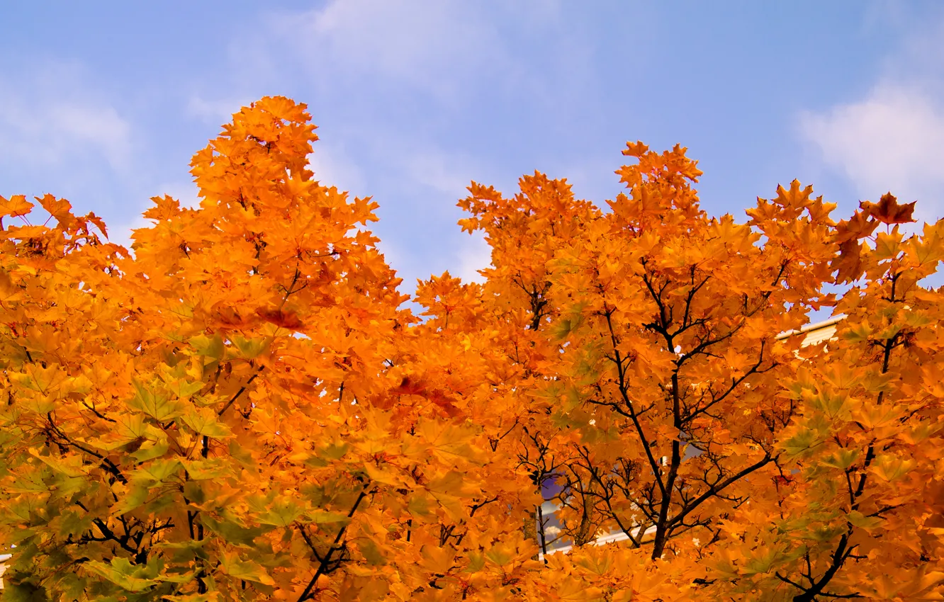 Photo wallpaper Sky, Tree, Autumn, Trees, Leaves, Maple, Orange