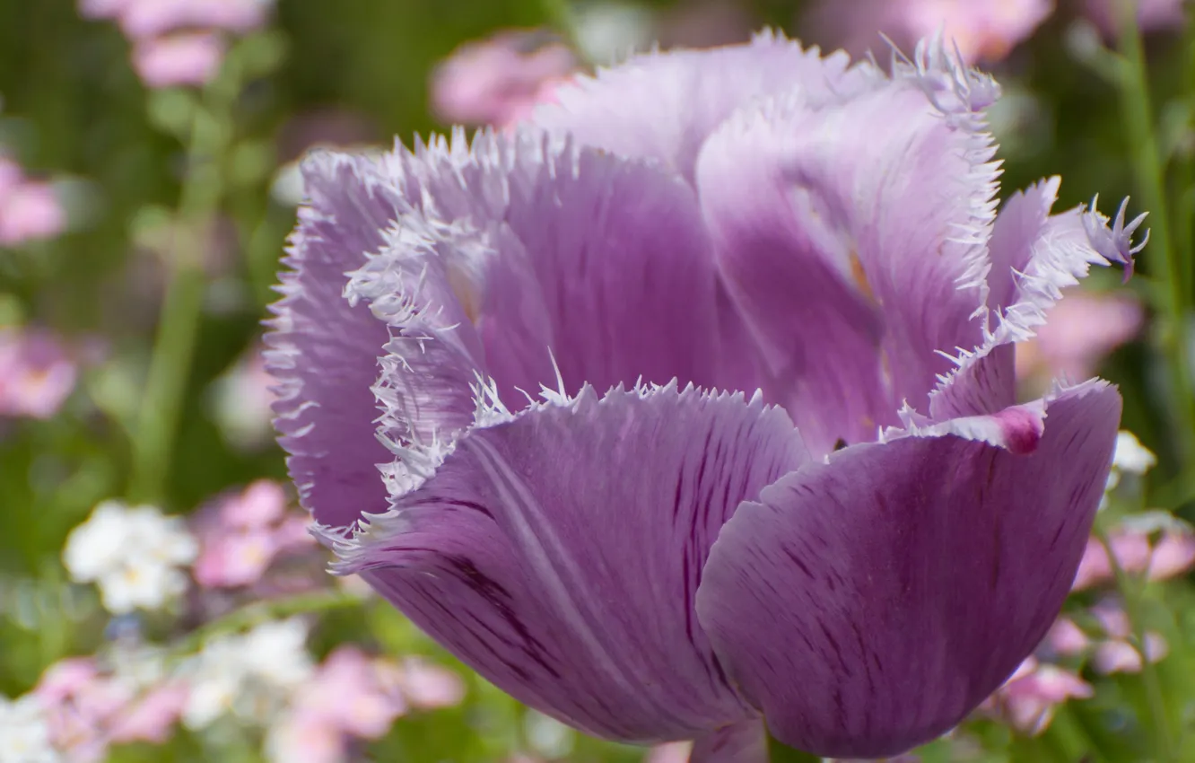 Photo wallpaper macro, flowers, tulips, lilac, letay