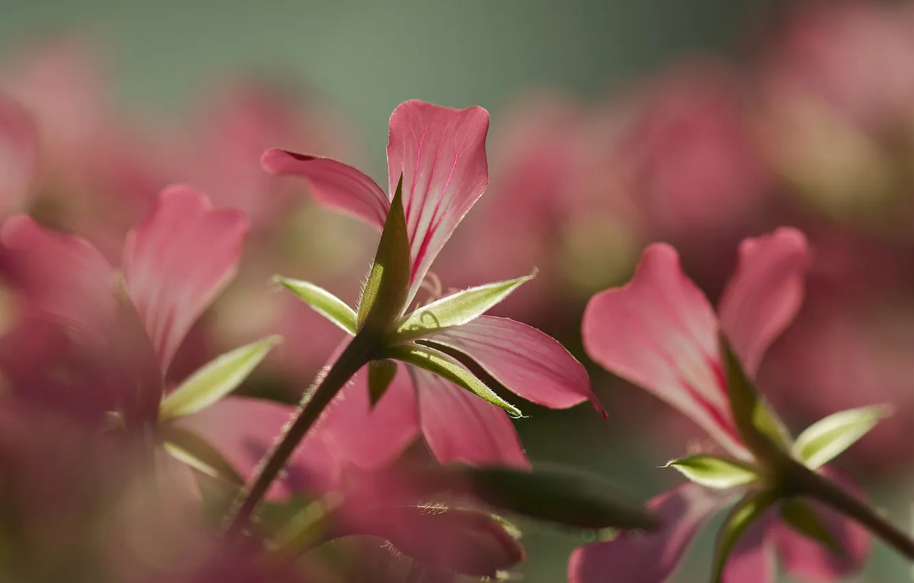 Photo wallpaper flowers, background, blur, lighting, pink
