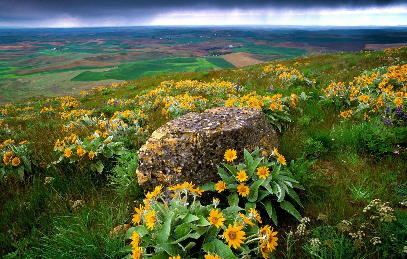 Photo wallpaper flowers, clouds, hills, landscape, stone, yellow