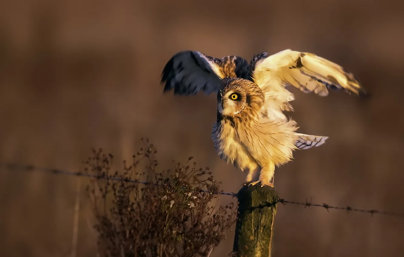 Photo wallpaper nature, owl, bird