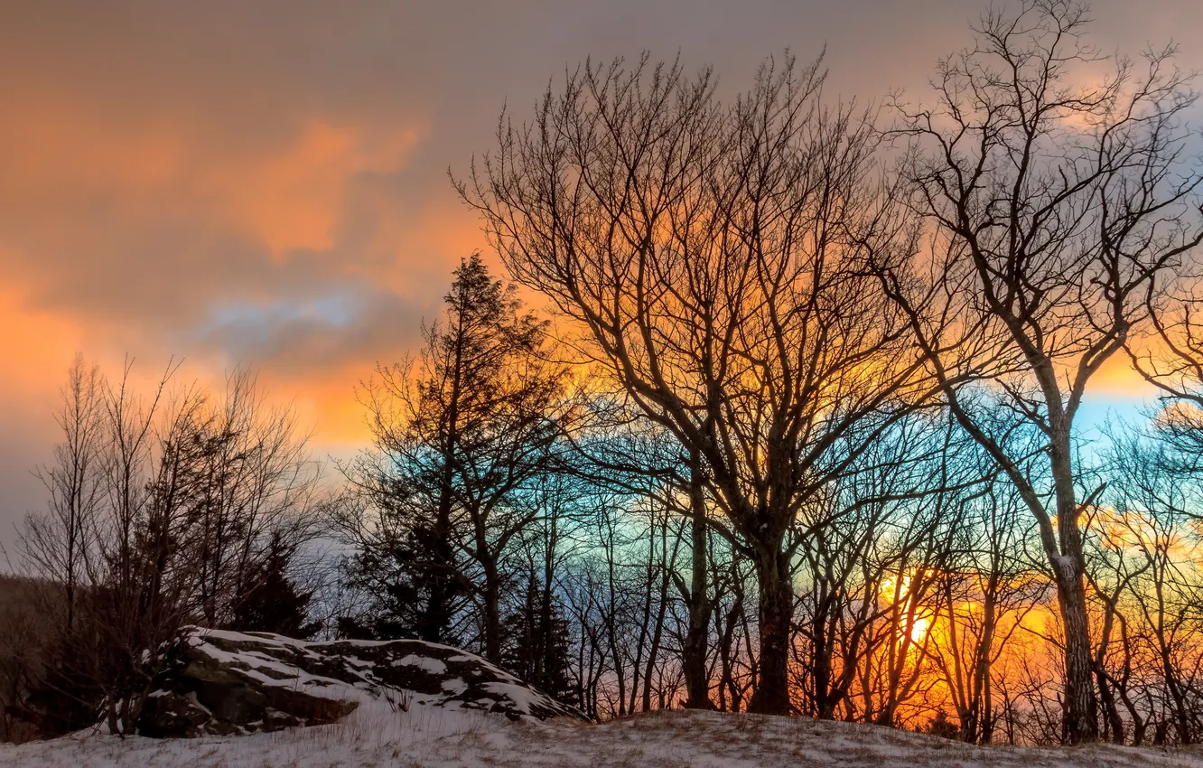 Photo wallpaper trees, landscape, sunset