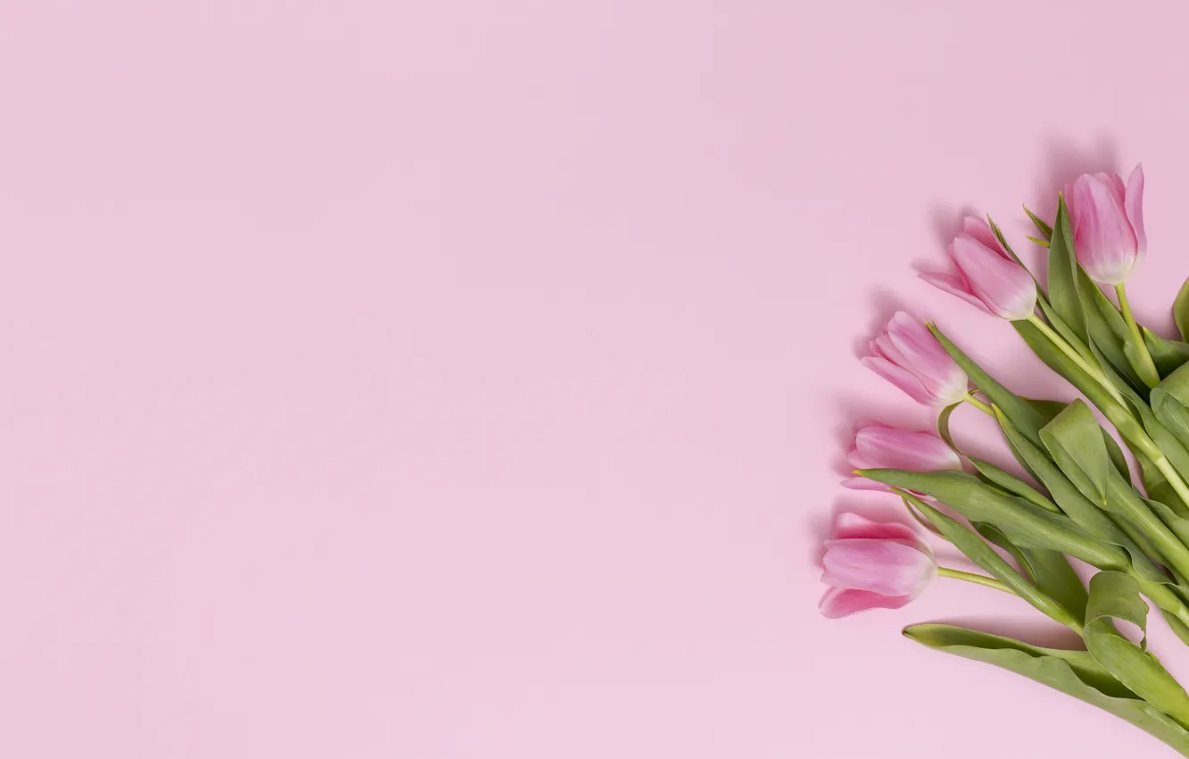 Photo wallpaper bouquet, pink, tulip, bouguet