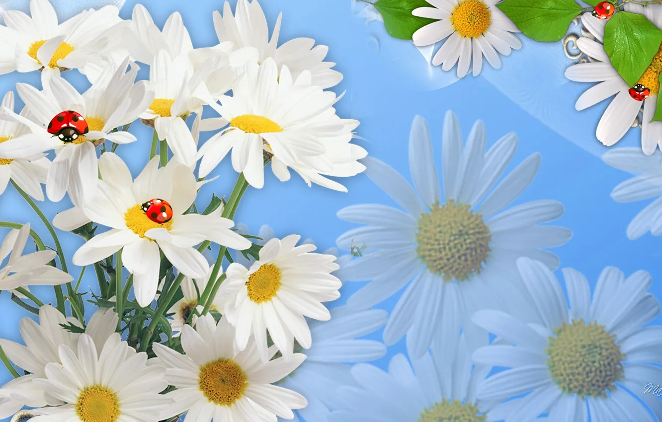 Photo wallpaper flowers, nature, collage, ladybug, chamomile, insect