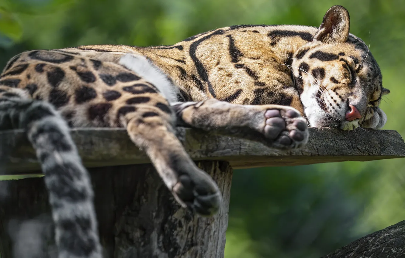 Photo wallpaper pose, sleep, sleeping, lies, clouded leopard