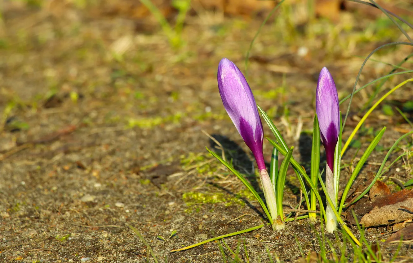 Photo wallpaper flower, spring, Crocus
