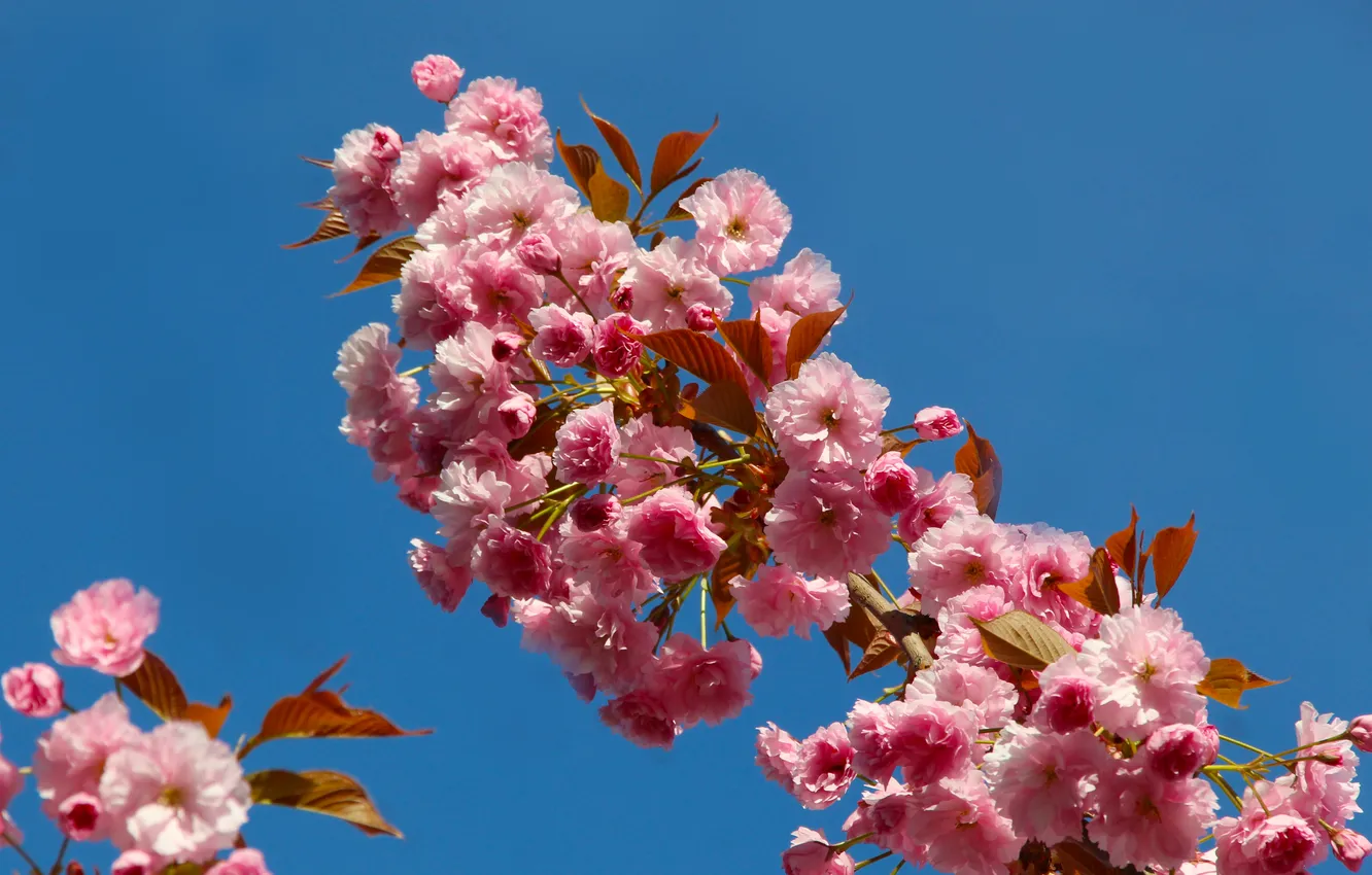 Photo wallpaper flowers, spring, Japanese cherry