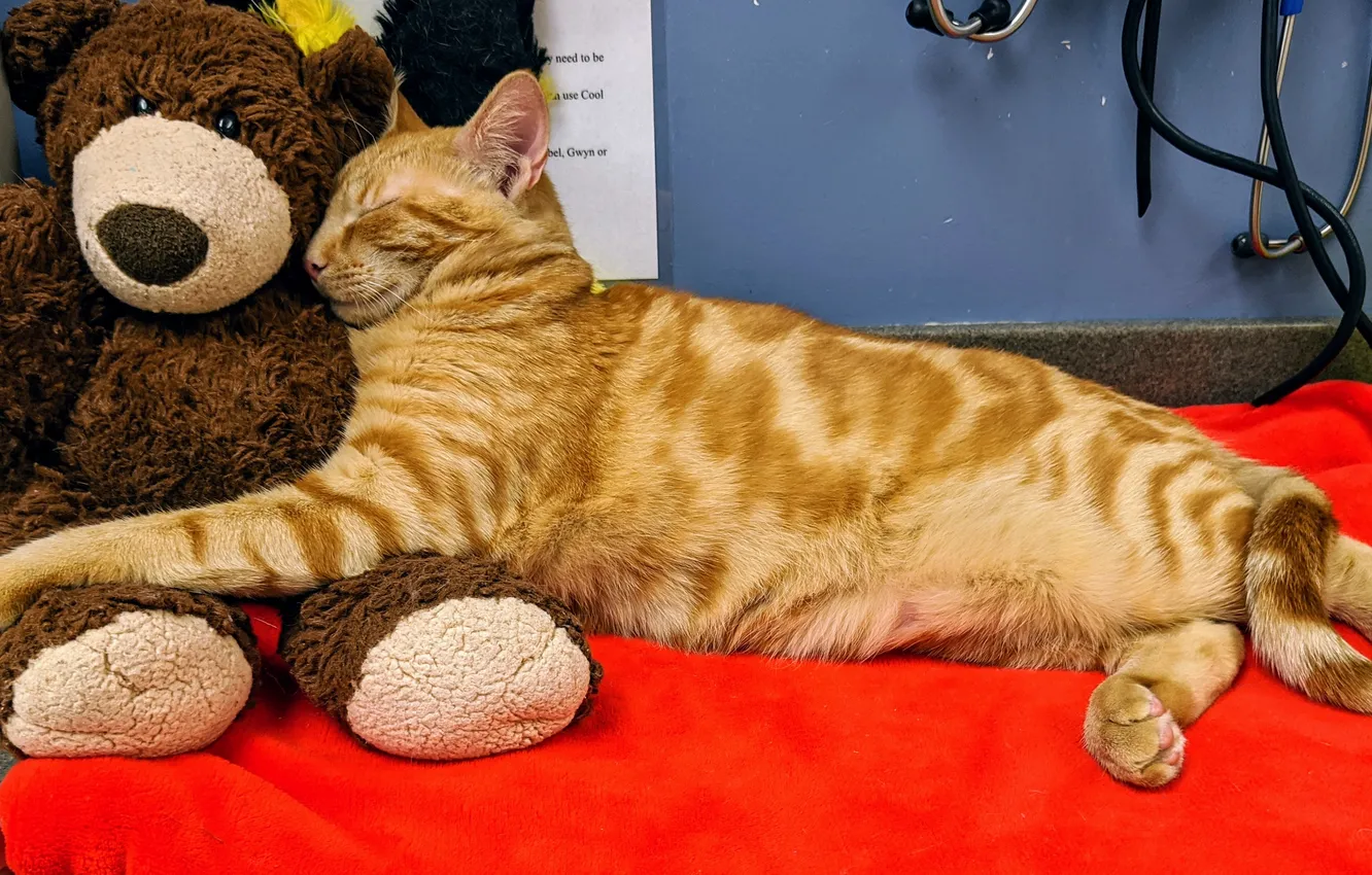 Photo wallpaper cat, cat, bear, red