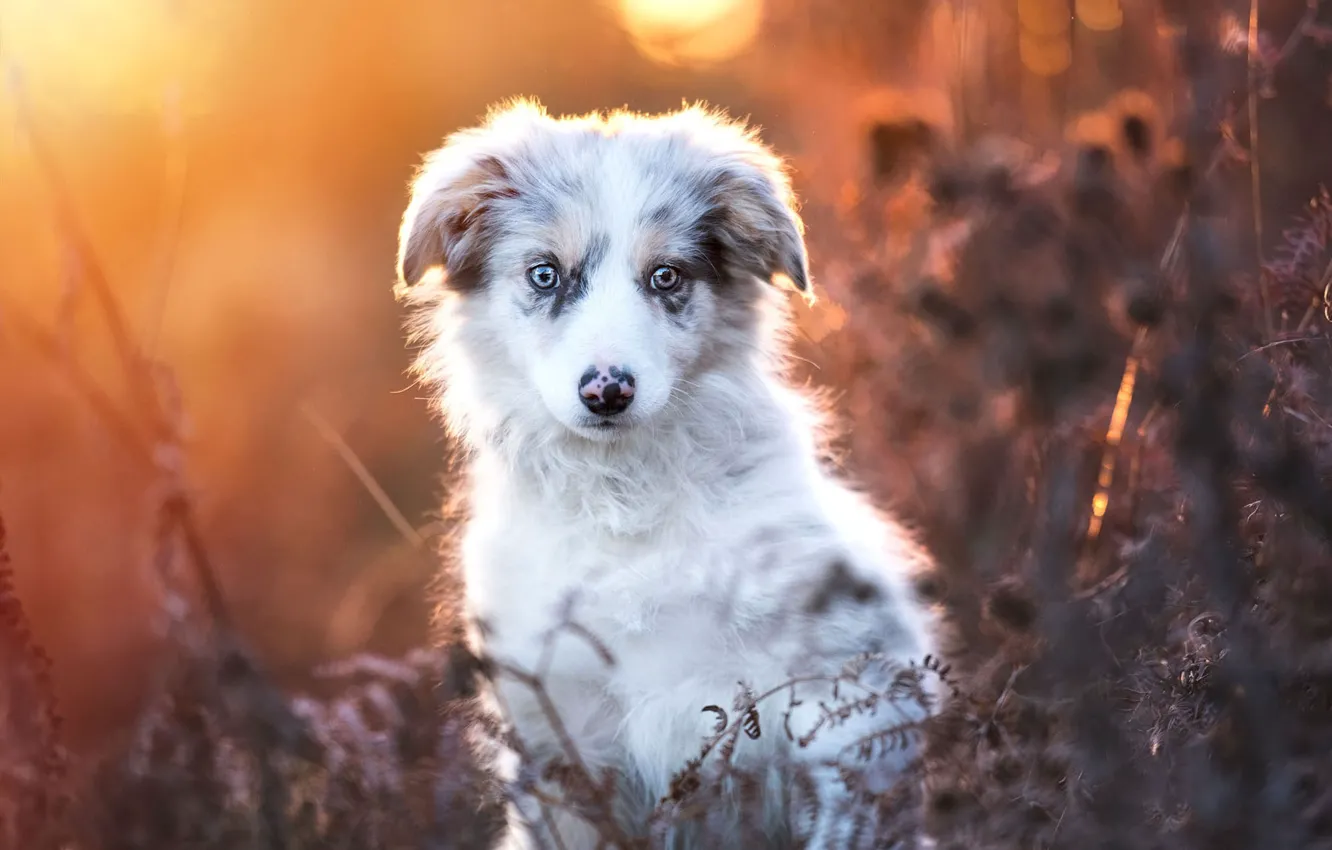 Photo wallpaper autumn, look, leaves, light, nature, plant, portrait, dog