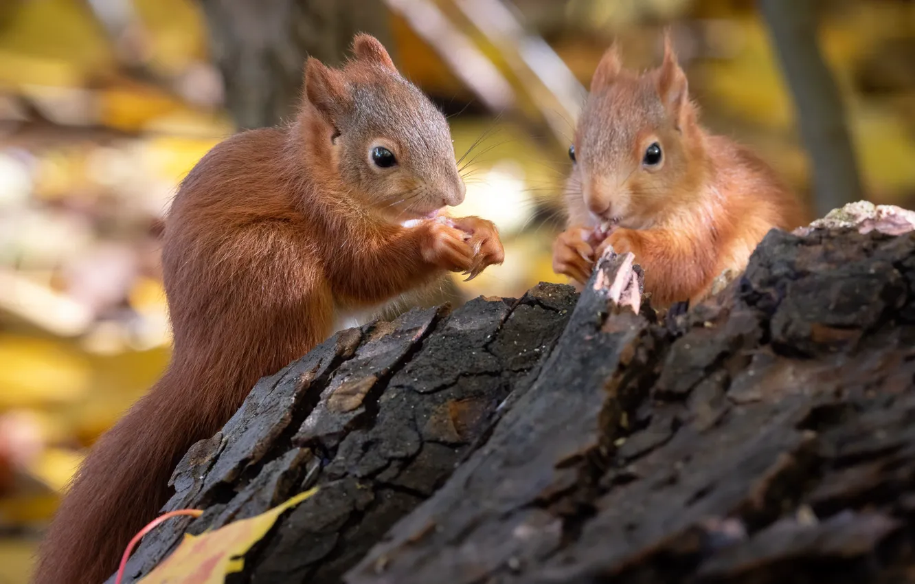 Photo wallpaper nature, animal, pair, snag, rodent, proteins