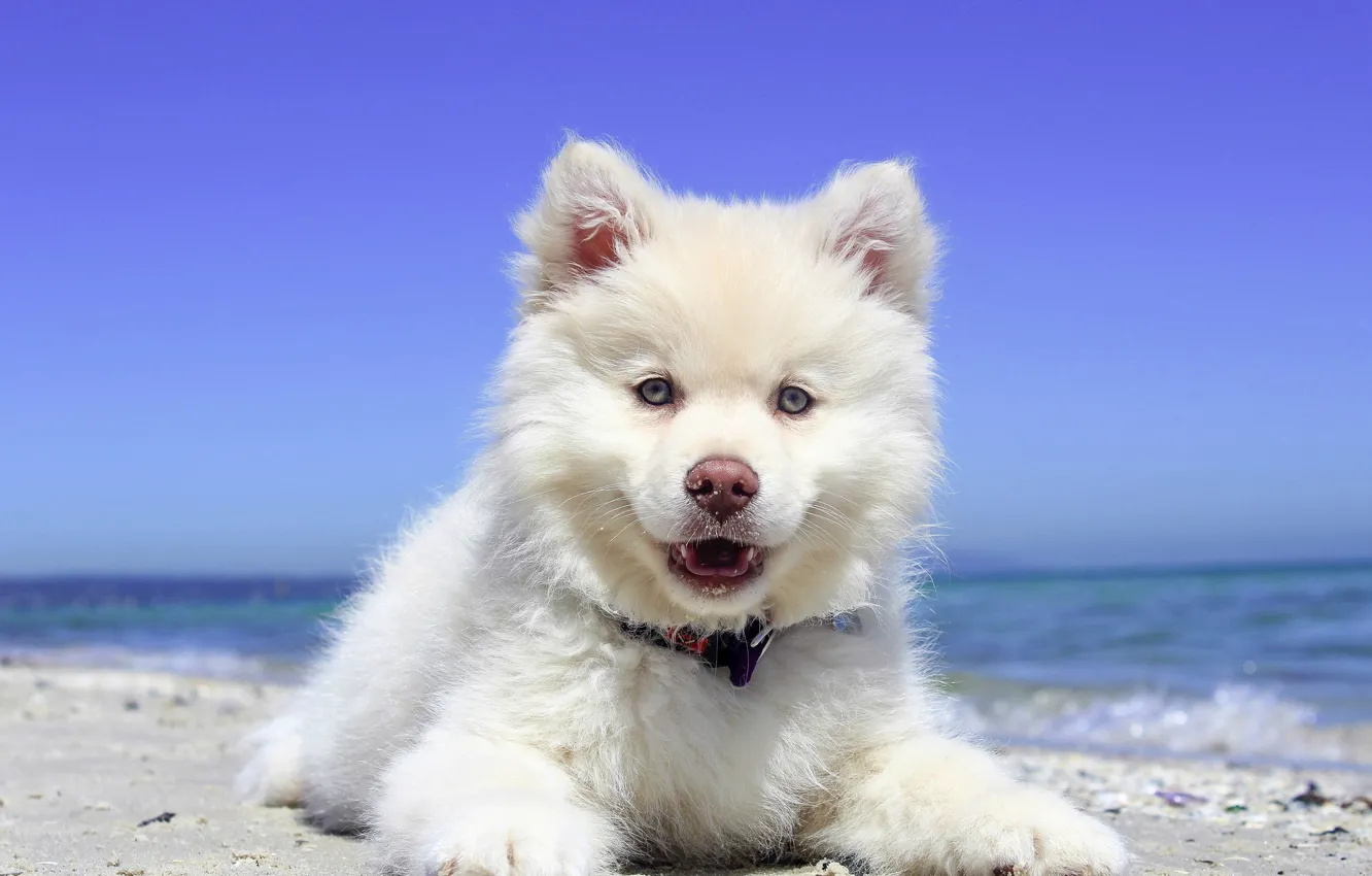 Photo wallpaper sea, look, puppy, Samoyed