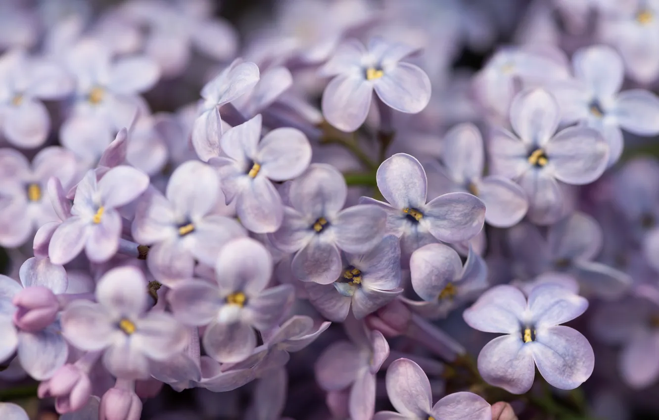 Photo wallpaper macro, flowers, lilac, spring, Lilac
