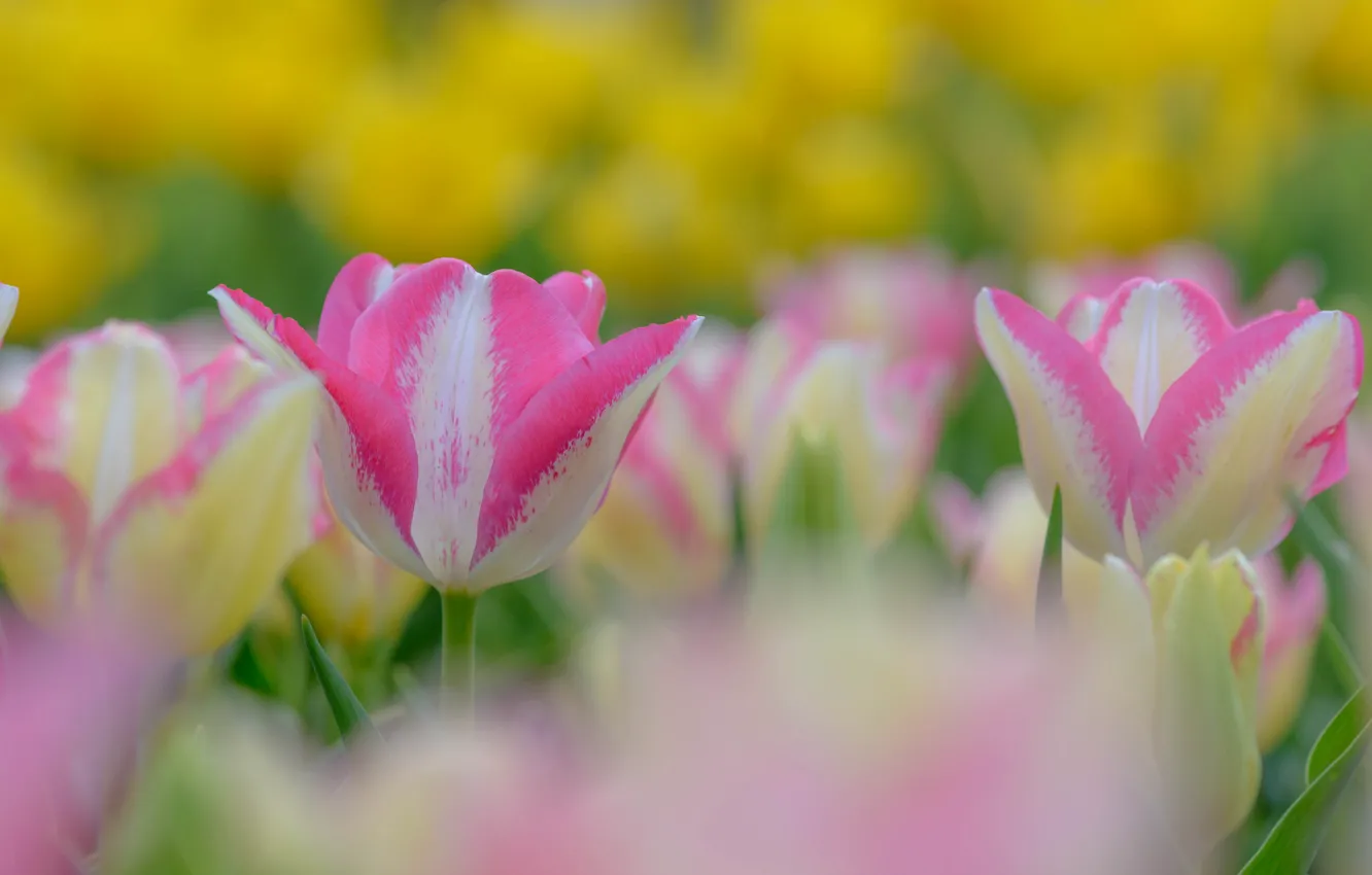 Photo wallpaper spring, tulips, flowering, pink and white