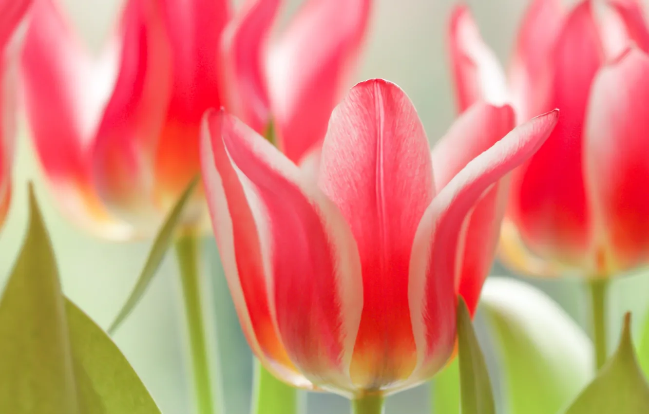 Photo wallpaper macro, petals, tulips, buds, bokeh