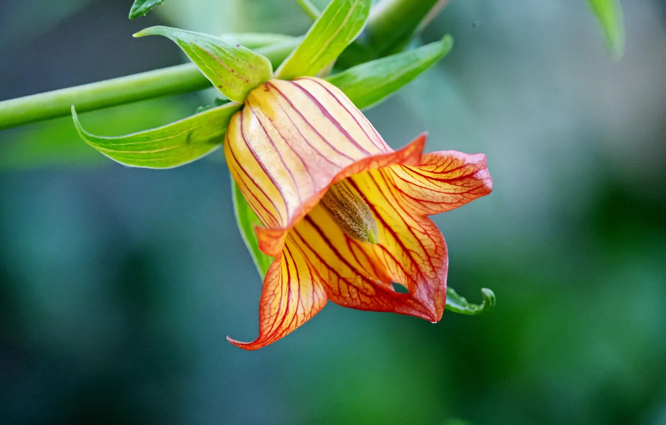 Photo wallpaper flowers, background, bells
