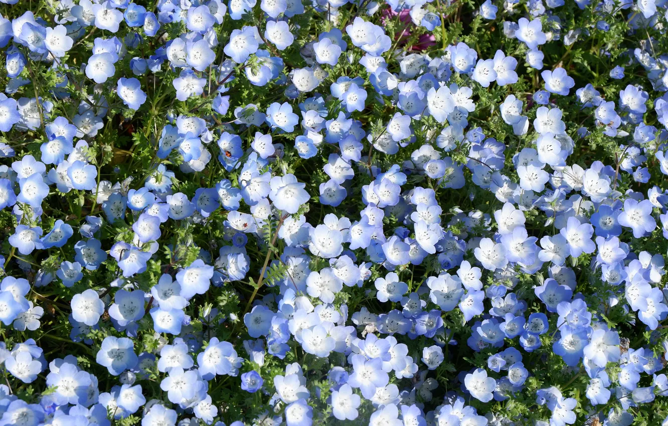 Photo wallpaper field, light, flowers, glade, spring, meadow, blue, a lot