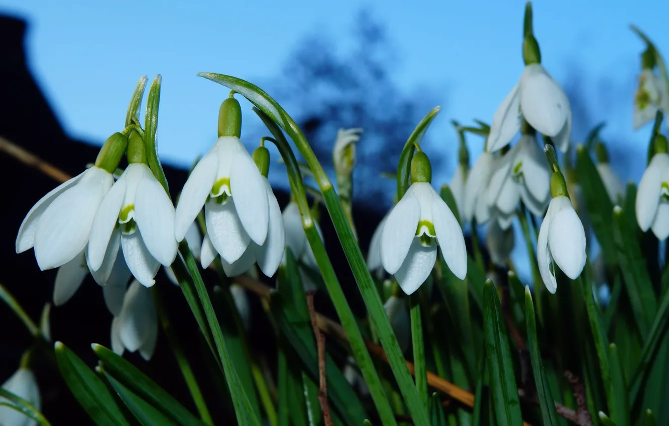 Photo wallpaper the sky, macro, flowers, blue, spring, snowdrops, white, blue background