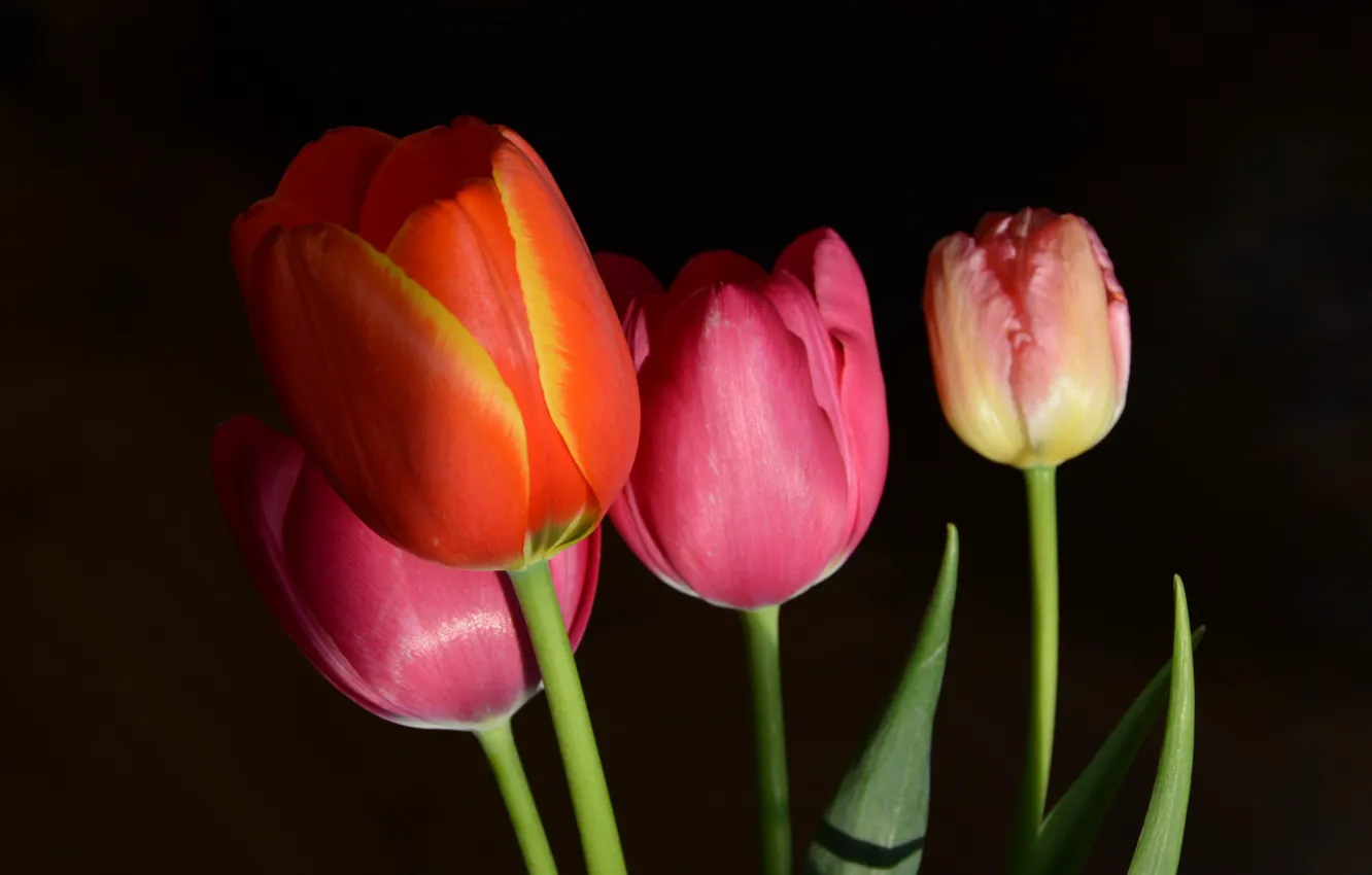 Photo wallpaper tulips, flowers, tulips