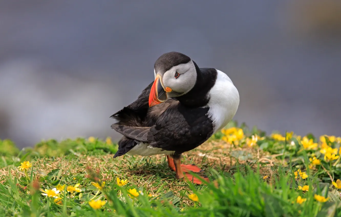 Photo wallpaper nature, pose, bird, stalled, Atlantic puffin