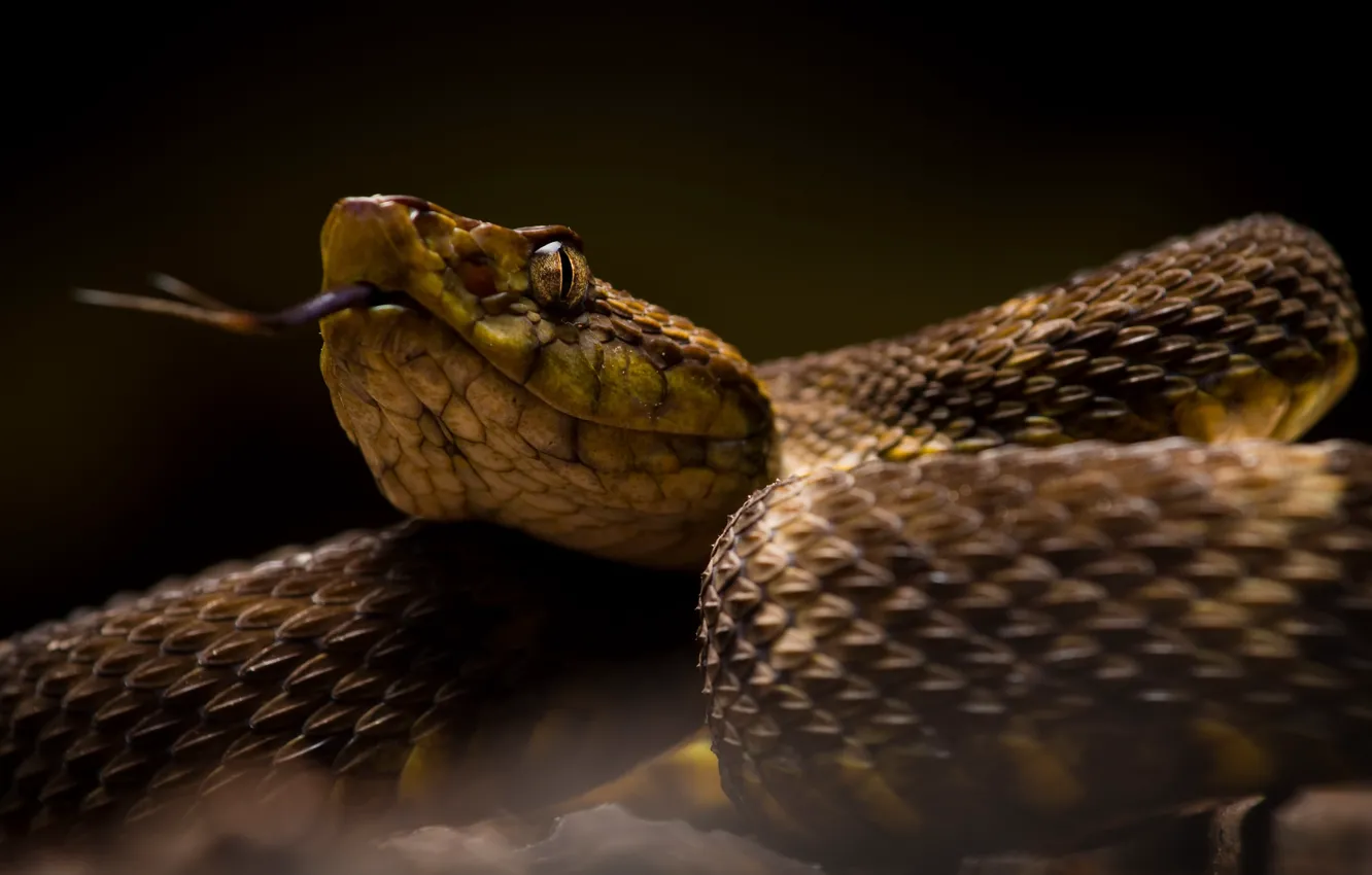 Photo wallpaper nature, background, snake