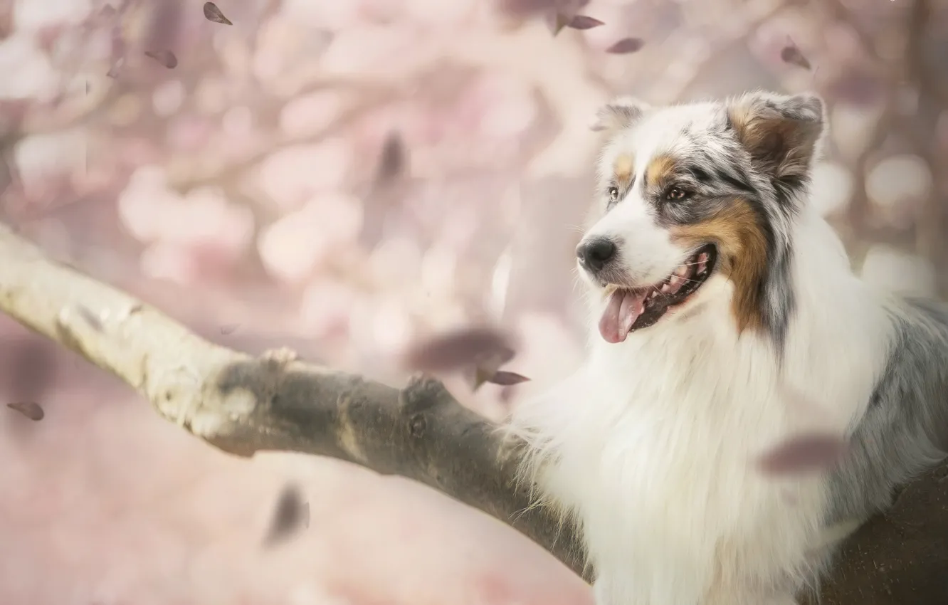 Photo wallpaper dog, petals, bokeh, Australian shepherd, Aussie