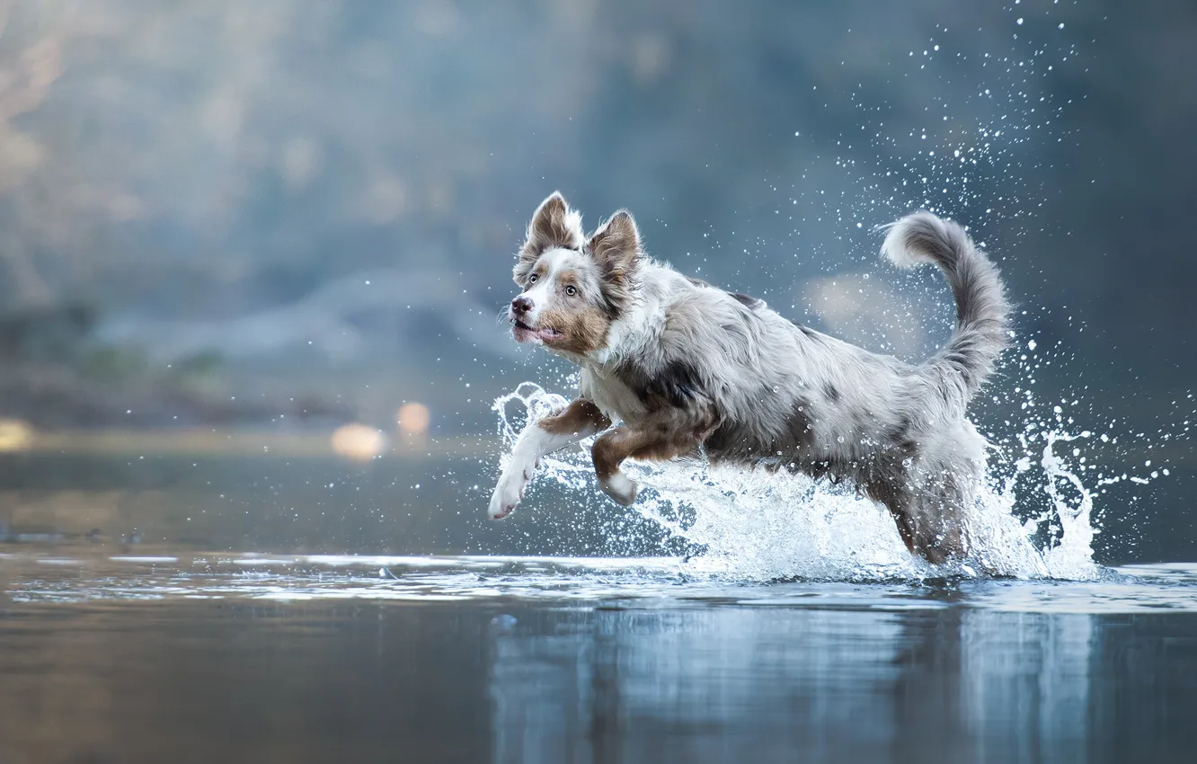 Photo wallpaper water, squirt, dog, bokeh, Australian shepherd, Aussie