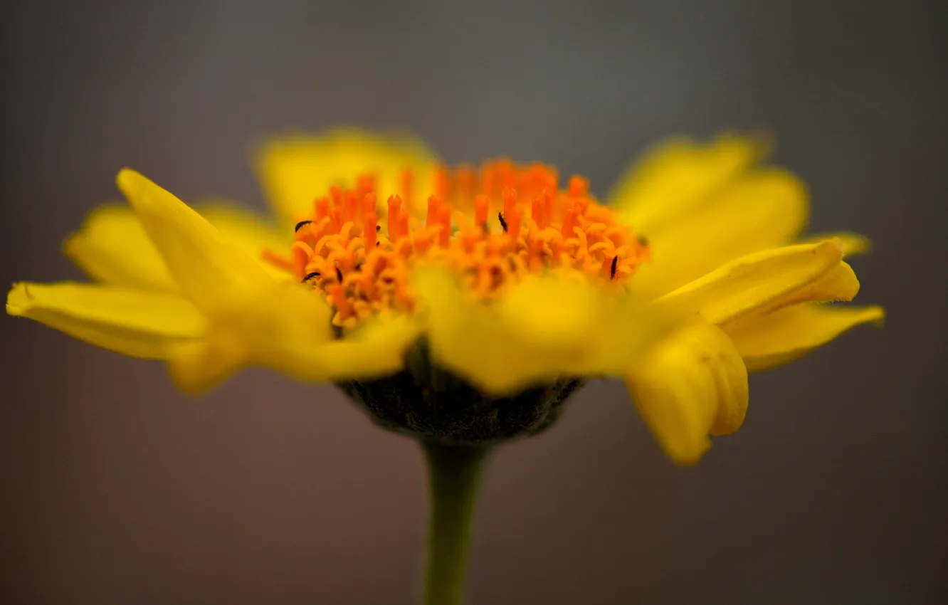 Photo wallpaper flowers, nature, petals, insect