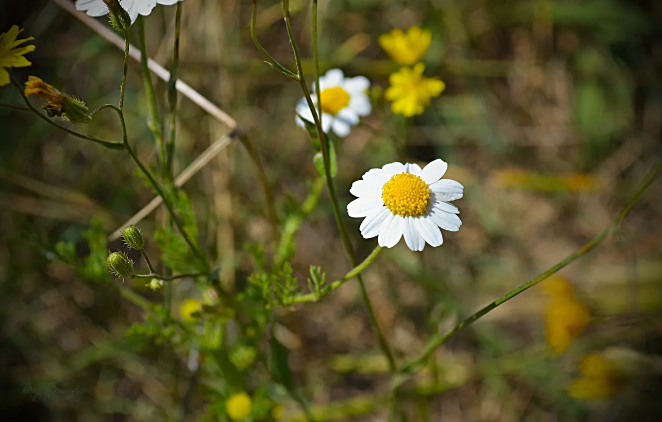 Photo wallpaper macro, flowers, nature