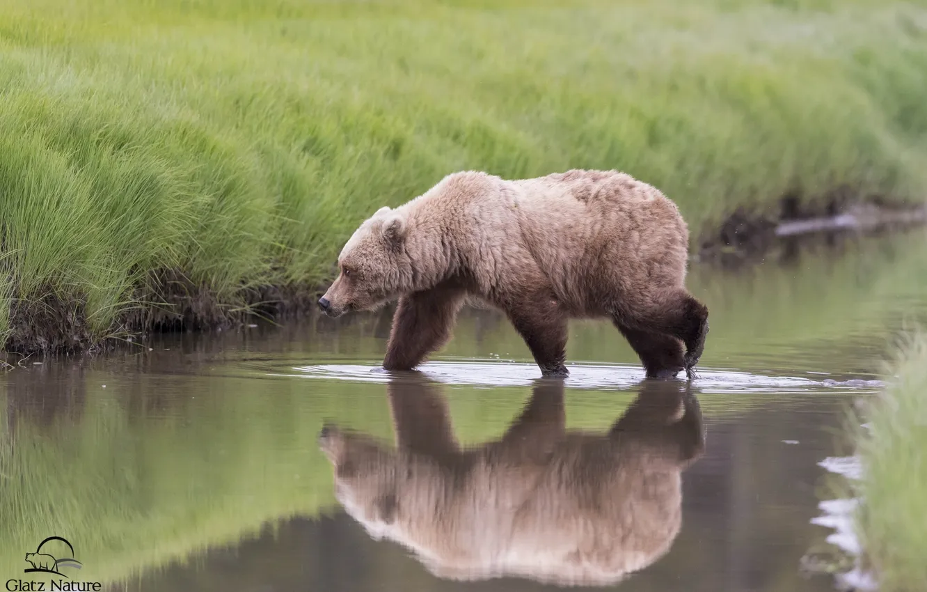 Photo wallpaper reflection, bear, Alaska, Alaska, river, Lake Clark National Park