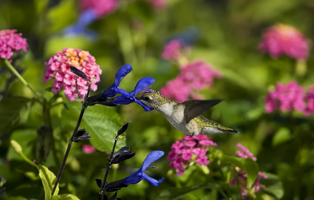 Photo wallpaper flowers, bird, Hummingbird, field