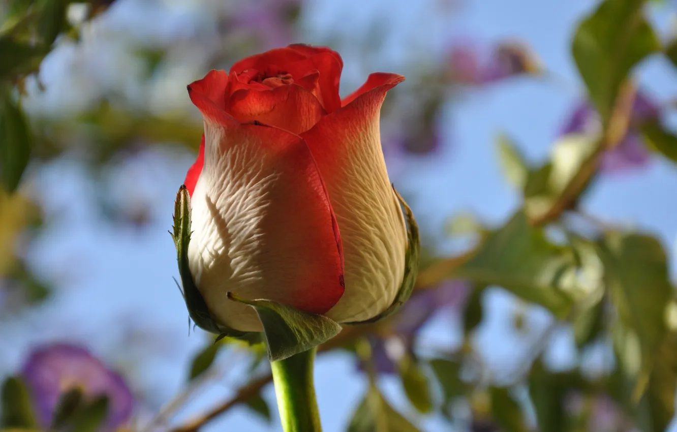 Photo wallpaper the sky, macro, roses, petals, buds