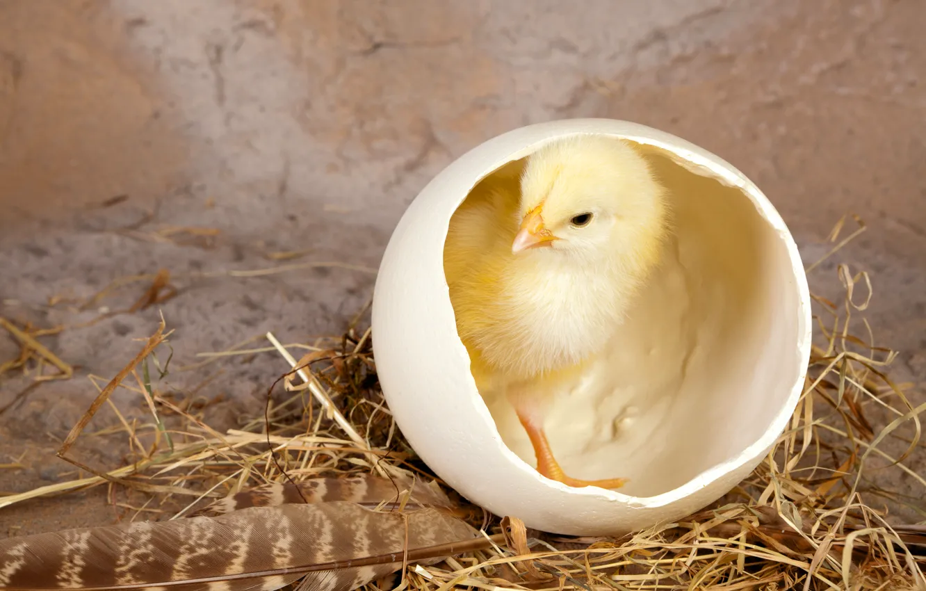 Photo wallpaper chickens, feathers, straw, shell, Chicks