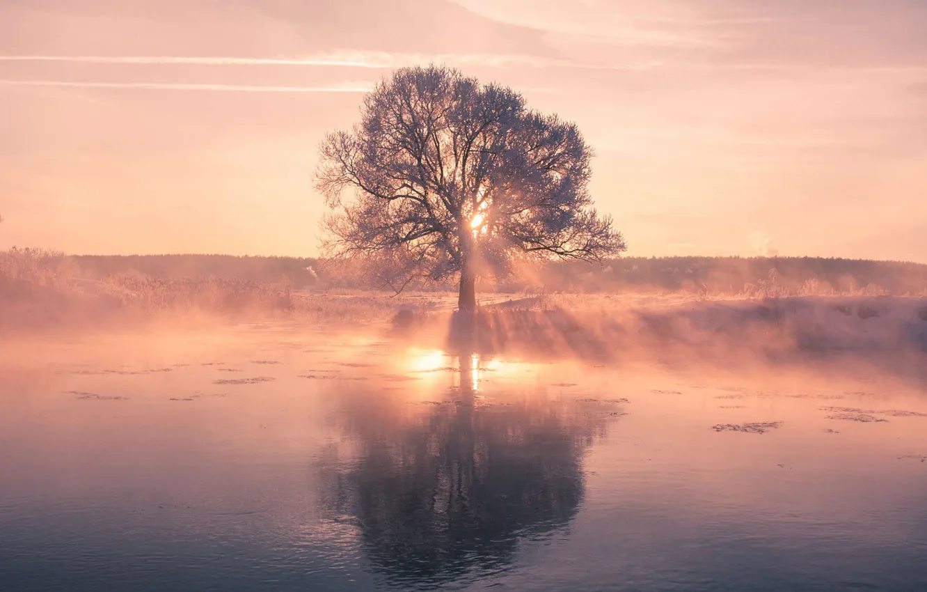 Photo wallpaper trees, river, dawn