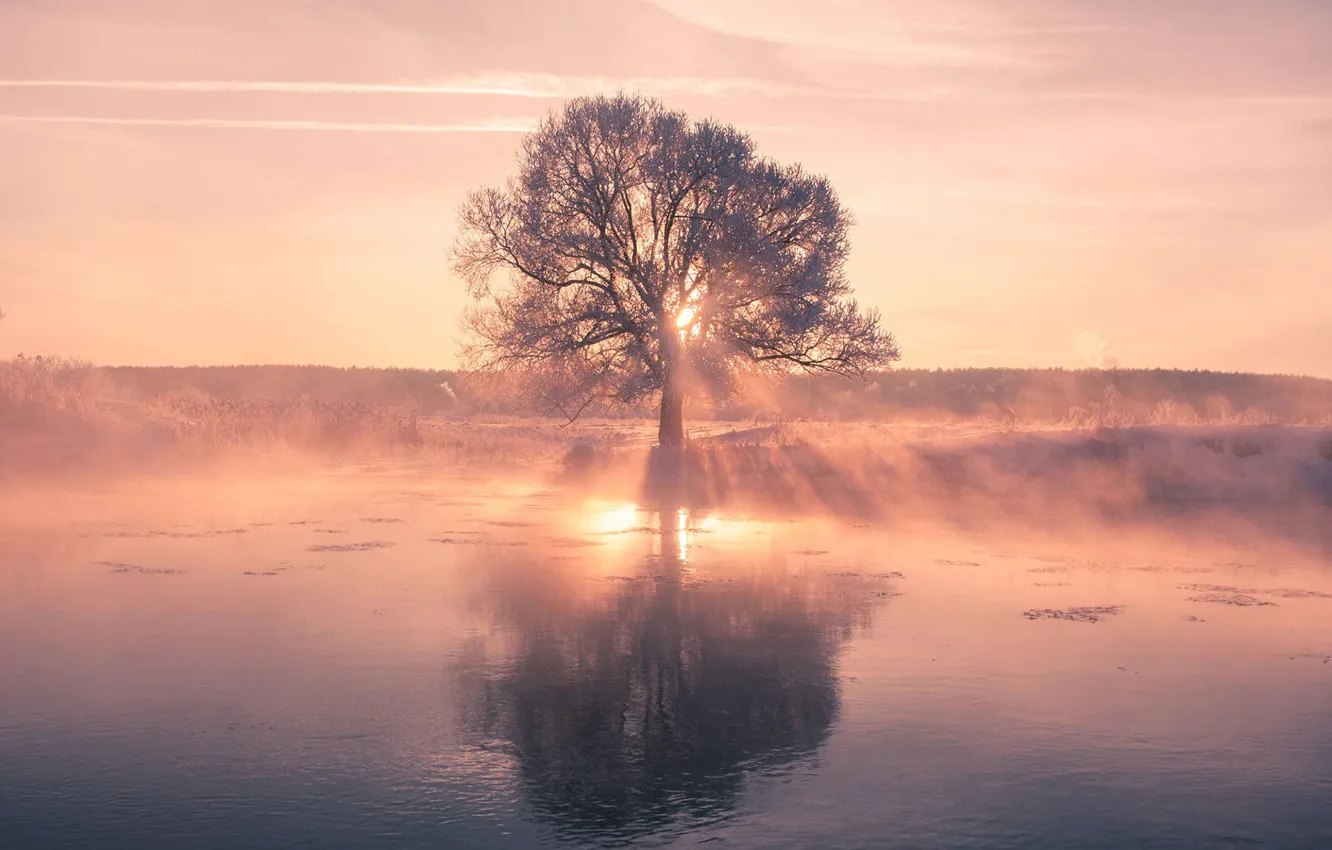 Photo wallpaper Tree, River, Dawn