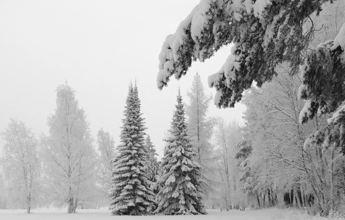 Photo wallpaper winter, forest, snow, tree