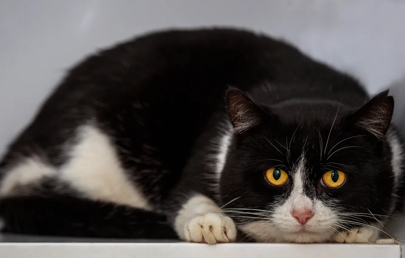 Photo wallpaper cat, cat, look, face, pose, background, black, lies