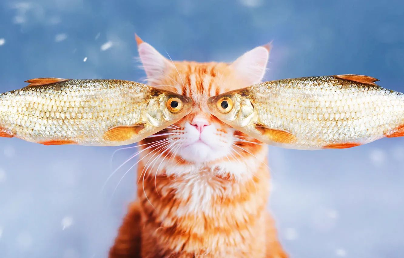 Photo wallpaper cat, eyes, cat, face, background, portrait, fish, red