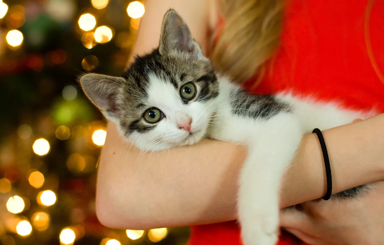 Photo wallpaper eyes, girl, kitty, bokeh, on hand