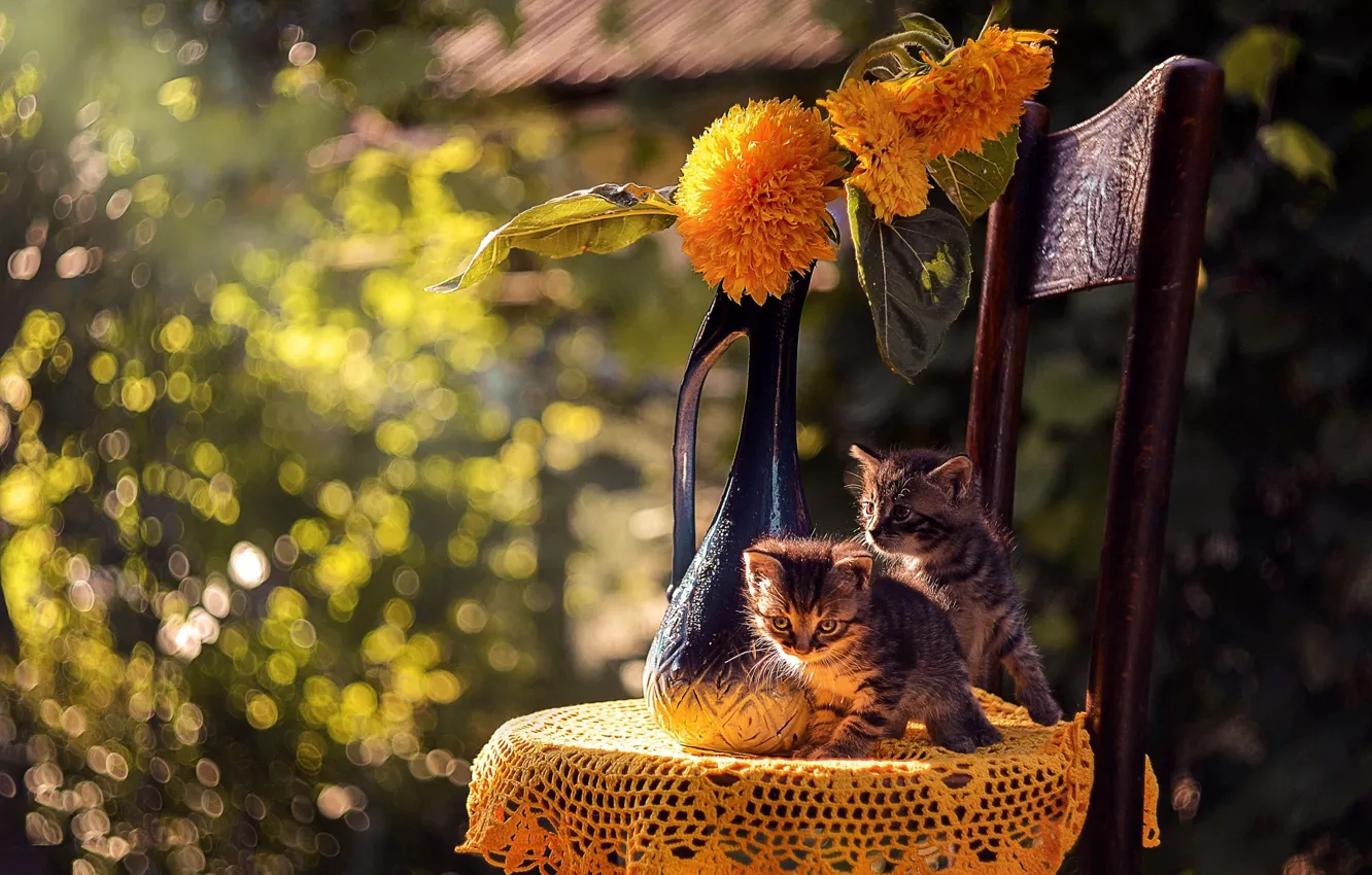 Photo wallpaper cat, summer, cat, kitty, bokeh