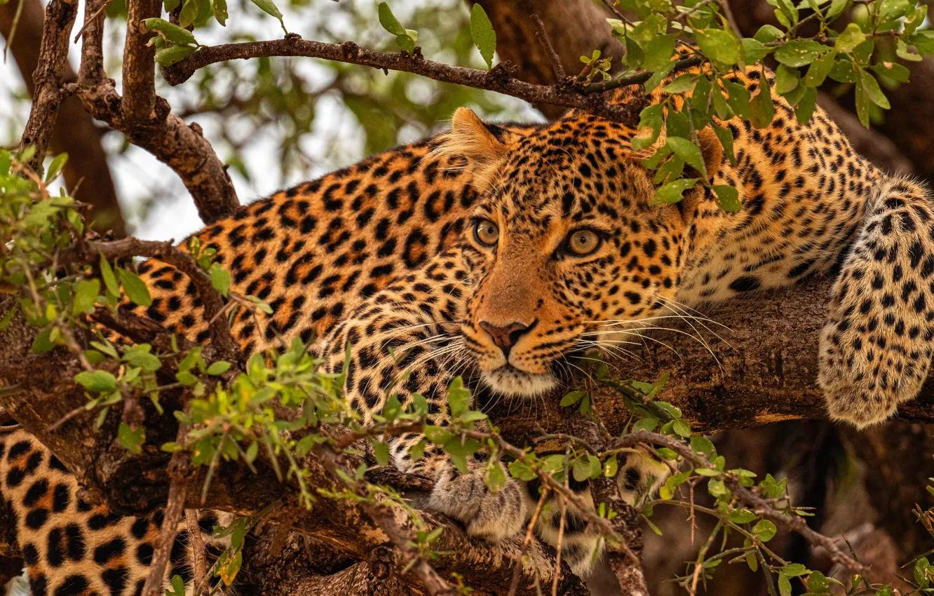 Photo wallpaper trees, branches, leopard