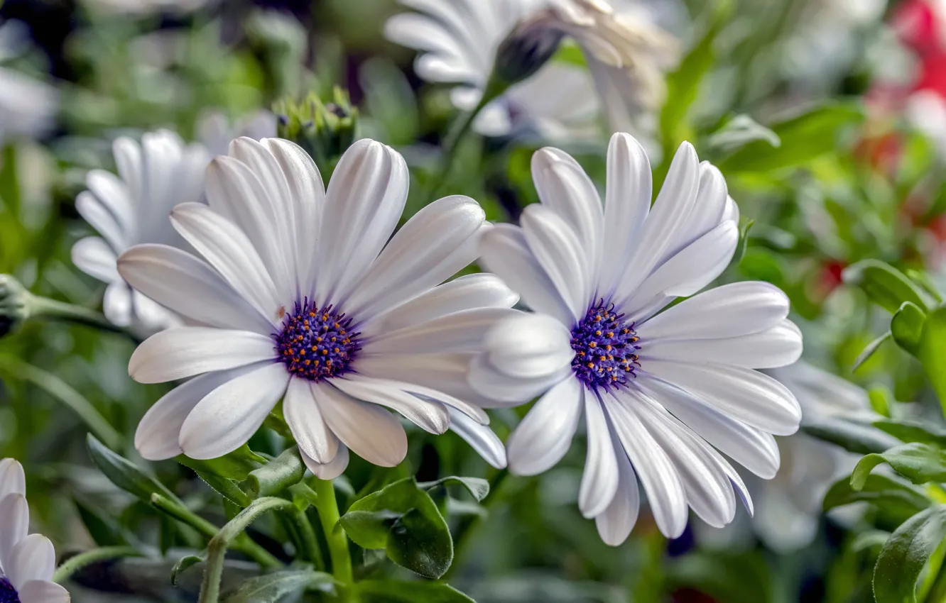 Photo wallpaper leaves, flowers, blur, white, flowerbed, bokeh, Osteospermum