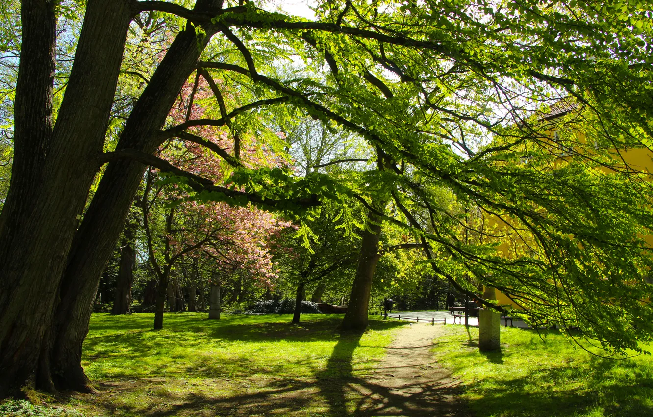 Photo wallpaper trees, park, alley