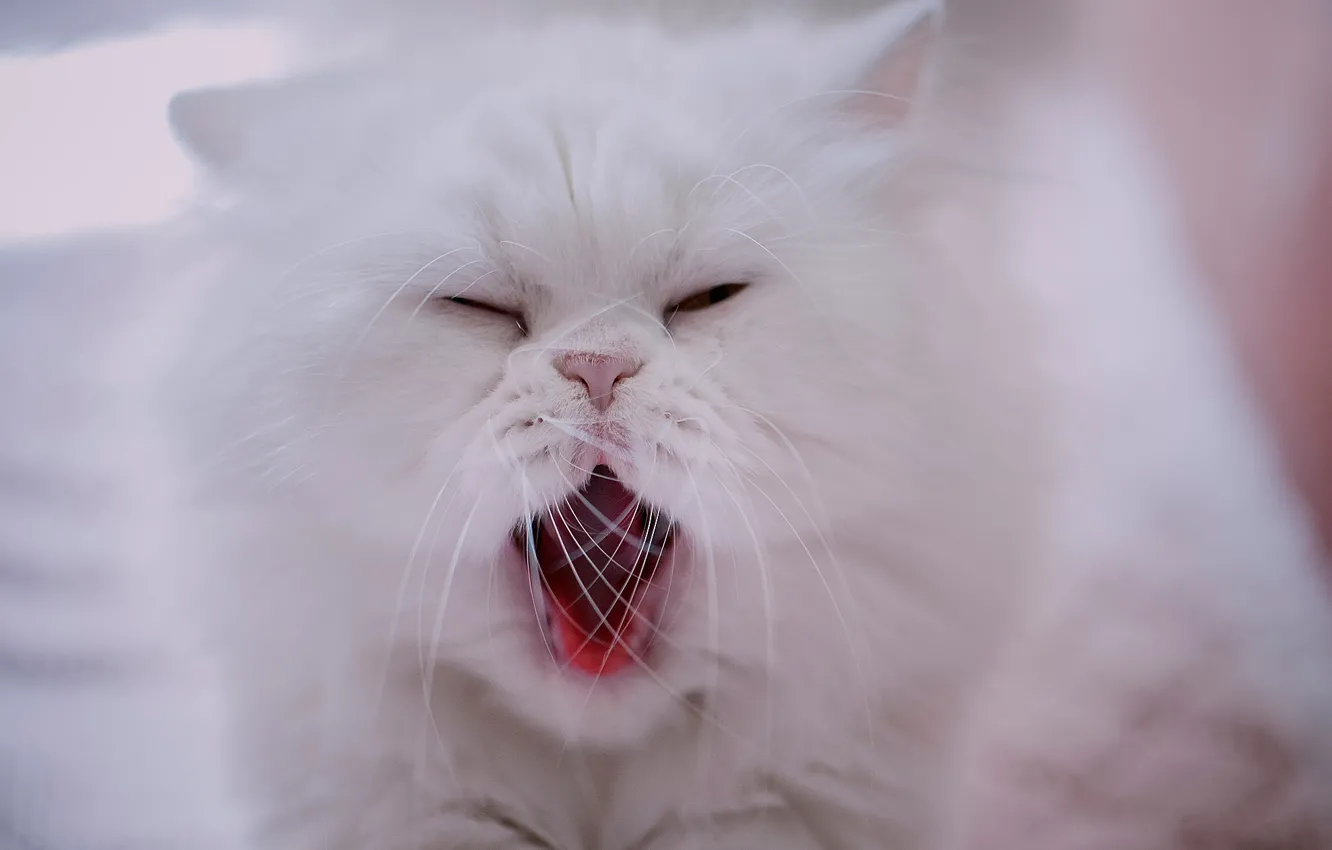 Photo wallpaper mustache, muzzle, white, yawns, Persian cat