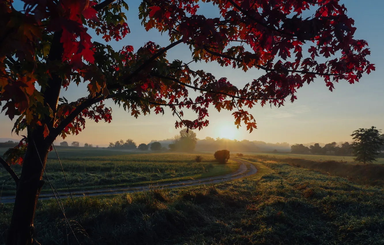 Photo wallpaper field, trees, sunset, sunrise, beauty, horizon