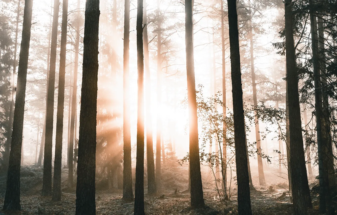 Photo wallpaper forest, the sun, rays, light, trees, nature