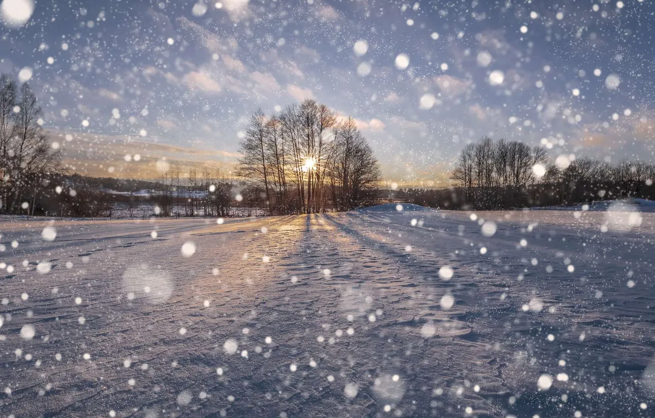 Photo wallpaper winter, forest, the sky, the sun, clouds, snow, trees, landscape