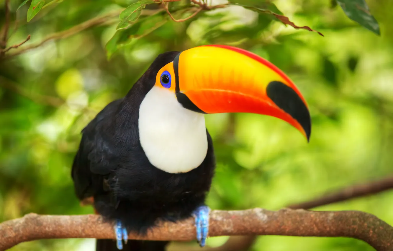 Photo wallpaper branches, bird, Toucan