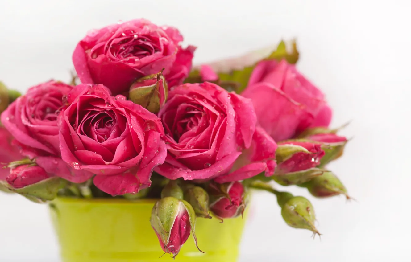 Photo wallpaper white, background, roses, bouquet, raspberry
