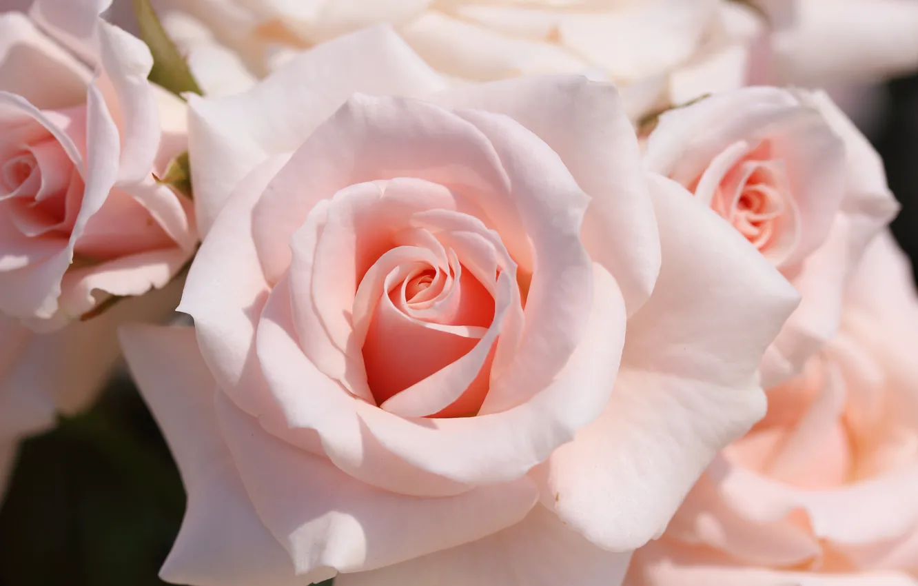 Photo wallpaper macro, tenderness, roses