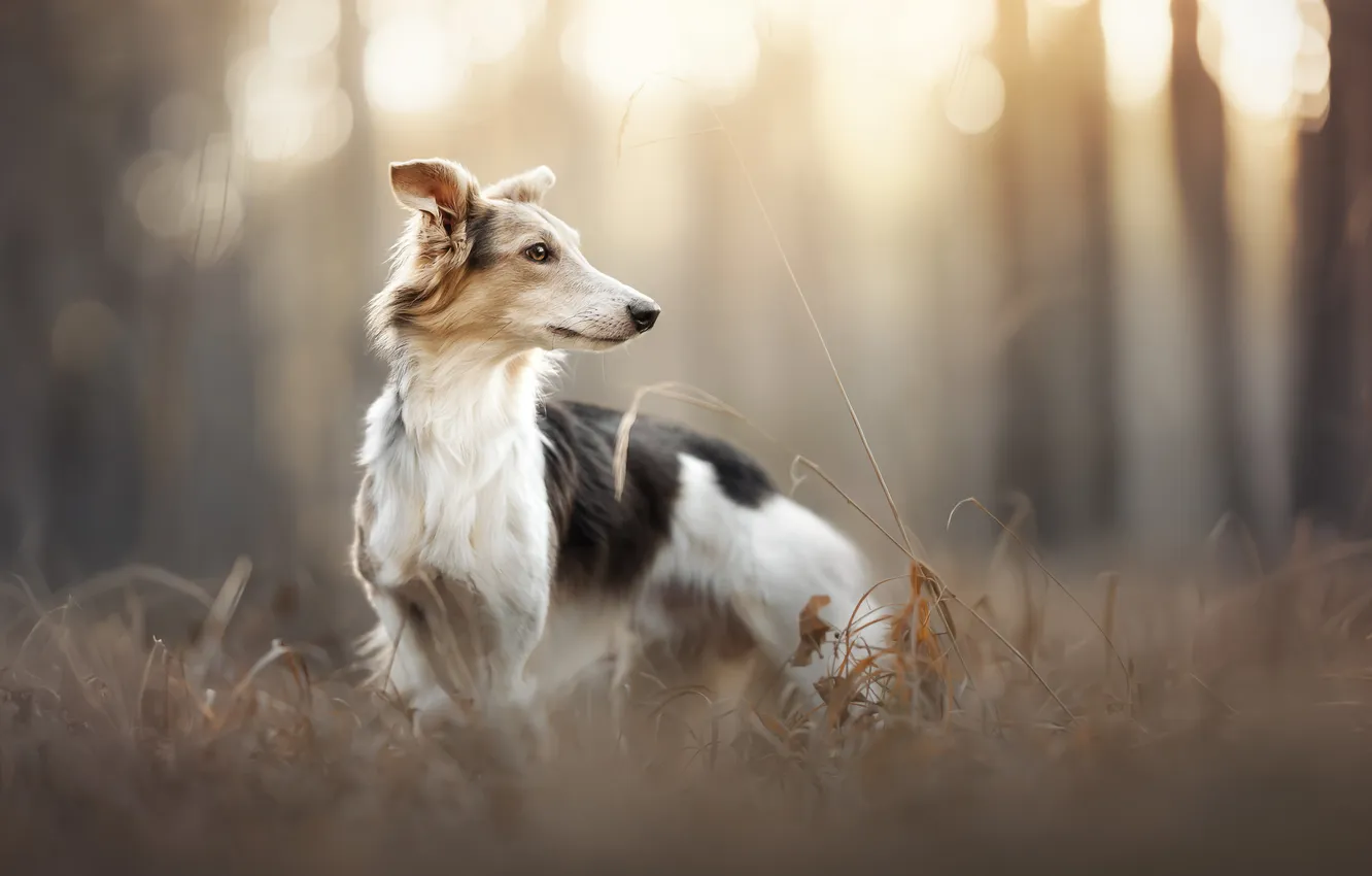 Photo wallpaper grass, dog, Greyhound, Silky windhound